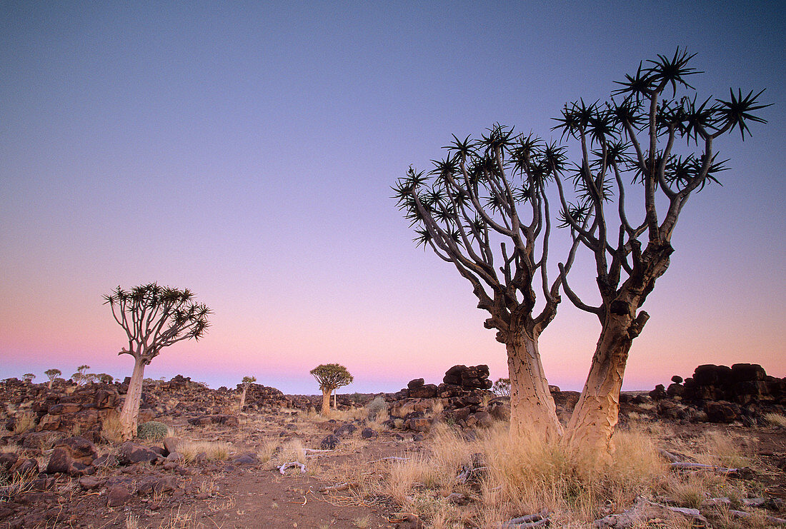 Quivertrees in a forest,  close to the Southern Kalahari Aloe dichotoma,  also known as ´Kokerboomwoud´