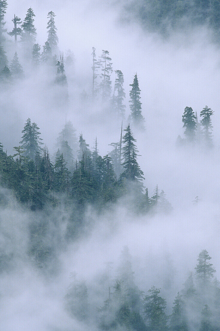 Redwood trees reach to the misty sky at Redwood NP