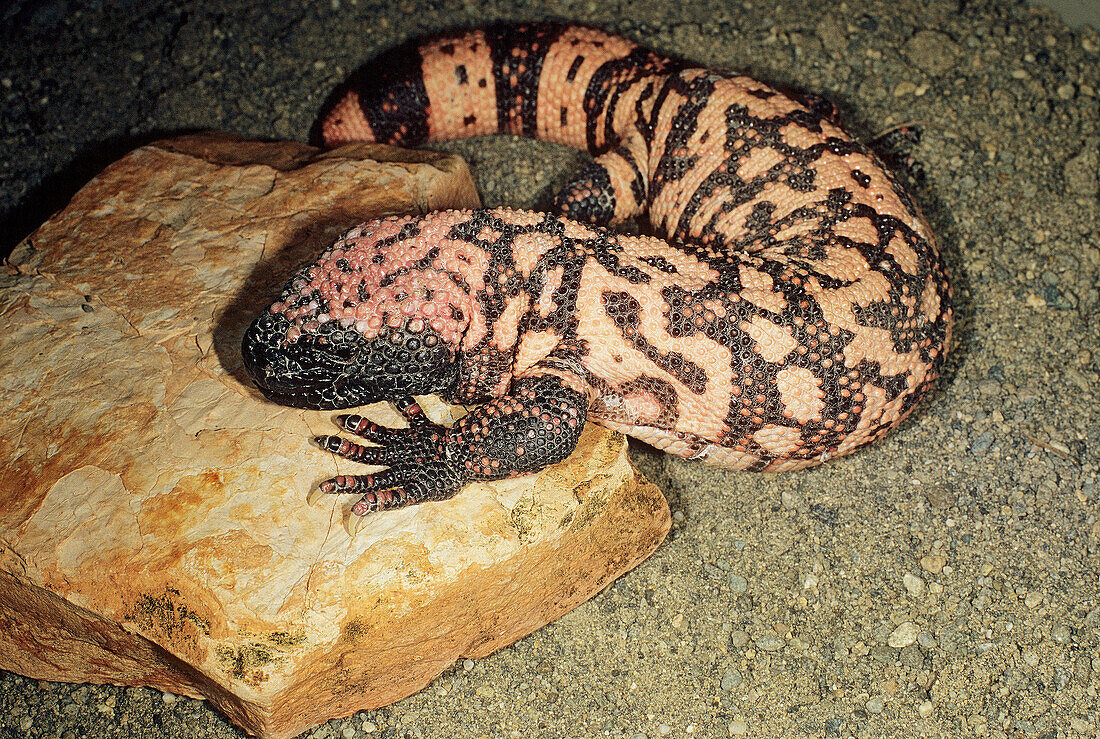 Gila Monster,  Heloderma suspectum,  late evening worming up on the rock