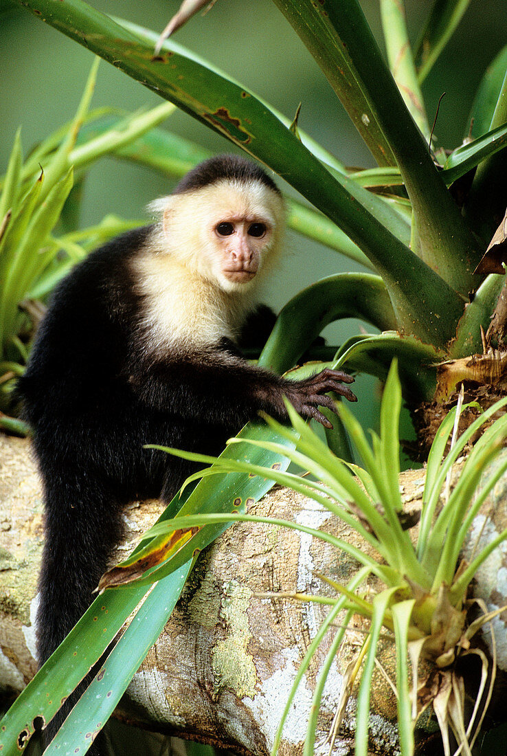white face Capuchin monkey portrait Cebus capucinus