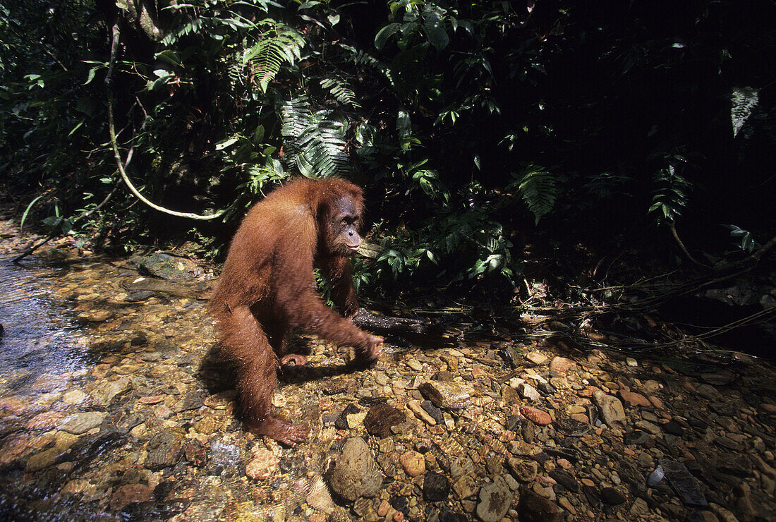 Sumatran orangutan Pongo pygmaeus abelii
