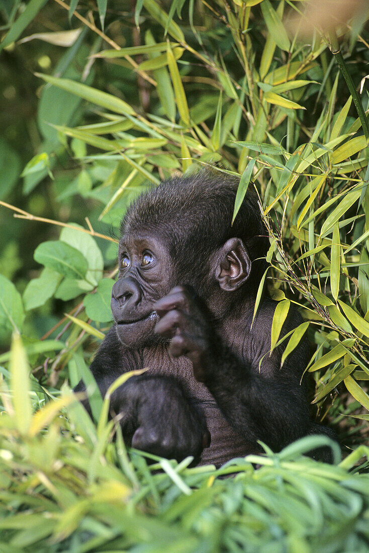 western lowland gorillas baby  Captive