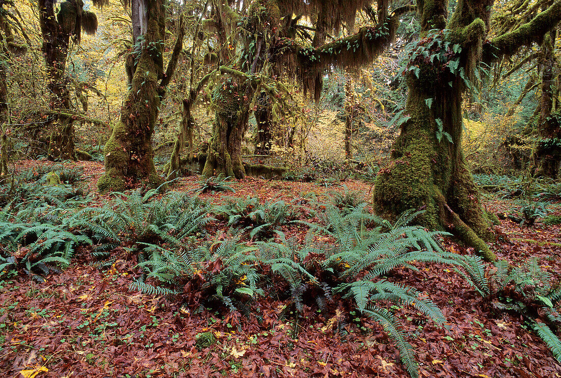 Hoh Rainforest ferns and big leaf maple in the Aautumn