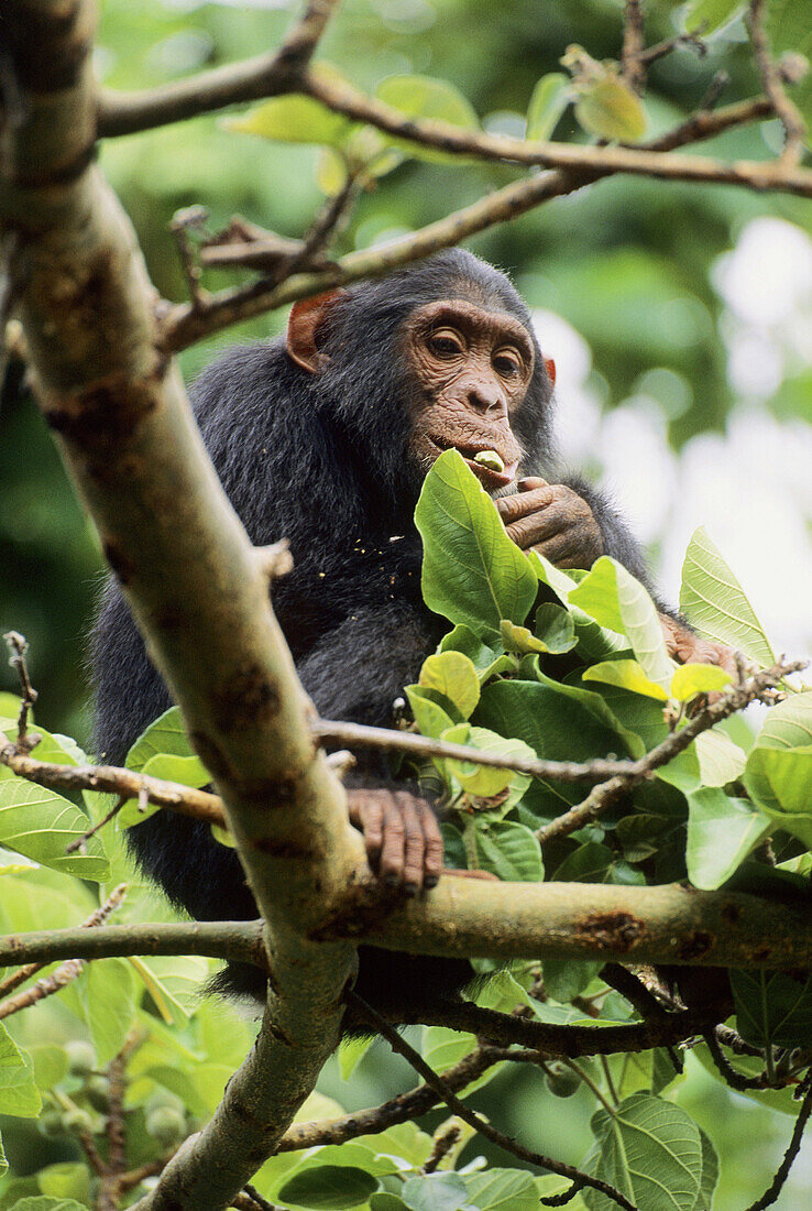 Chimpanzee Pan troglodytes,  primate
