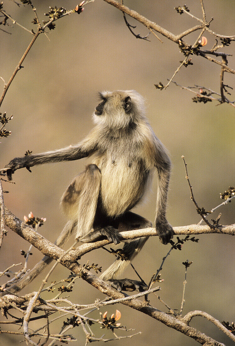 Hanuman Langur Entelus