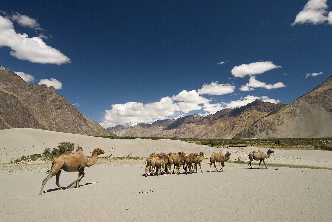 Bactrian Camels (Camelus bactrianus) in the Nubra Valley desert,  Ladakh,  India