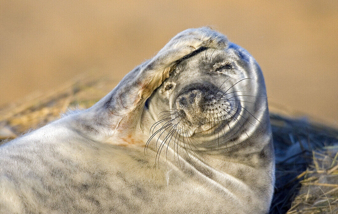 Grey Seal Halichoerus grypus at Donna Nook,  Lincolnshire,  England,  UK