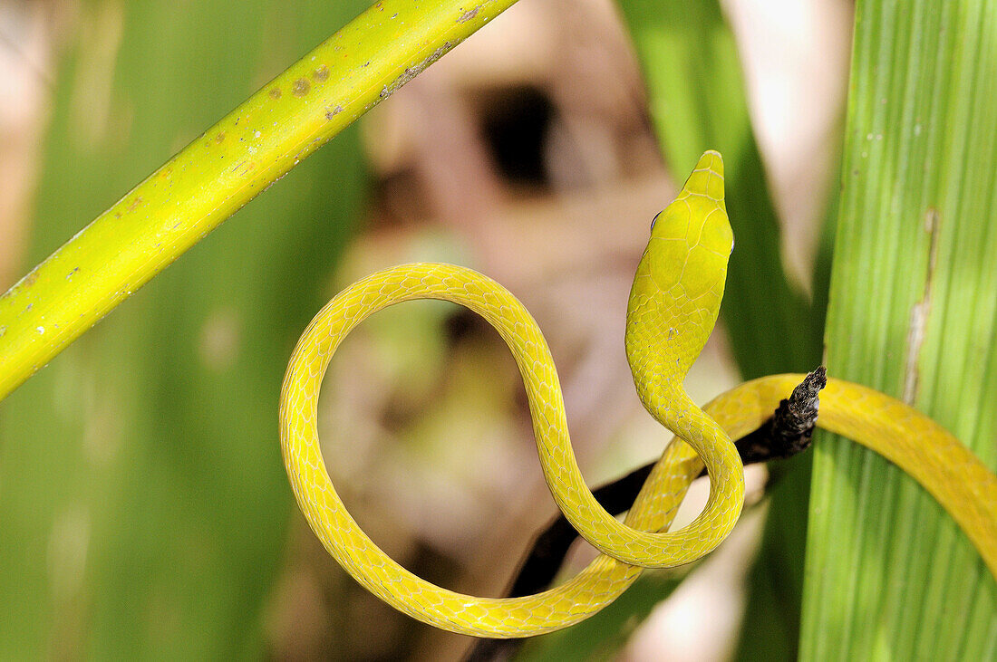 Ahnung, Anpirschen, Aufmerksam, Aufmerksamheit, Aussen, Aussenseite, äusseres, Baum, Bäume, Bedrohen, Bedrohlich, Bedrohung, Draussen, Drohen, Ein, Erwartung, Farbe, Fauna, Gefahr, Giftig, Giftschlange, Giftschlangen, Grün, Natur, Pirschjäger, Raubtier, R