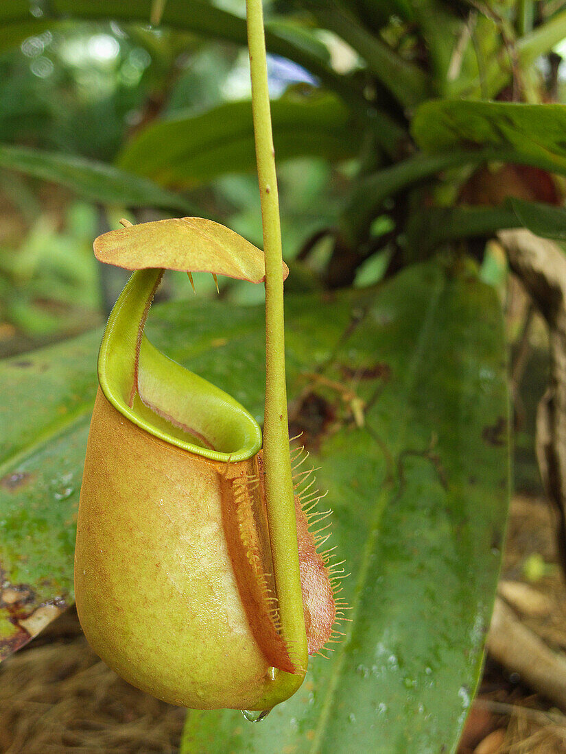 Asien, auf, Aussen, Aussenseite, äusseres, Auswählen, Betrieb, Betriebe, Botanik, Detail, Details, Draussen, Falle, Fallen, Farbe, Fleischfressend, Fokus, Garten, Gärten, Grün, hinauf, Kota, Malaysia, Mittelpunkt, Nahaufnahme, nahe, Nahe, Natur, Nepenthes