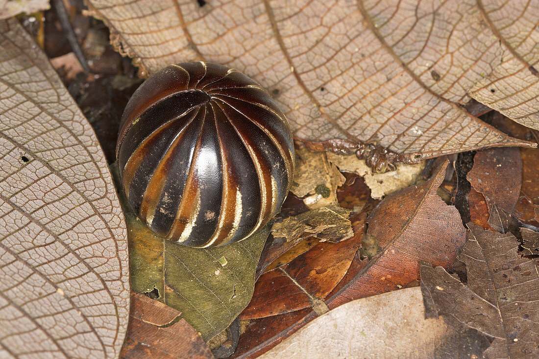 Pill Millipede,  Glomeris connexa,  Danum Valley,  Sabah,  Borneo,  Malaysia