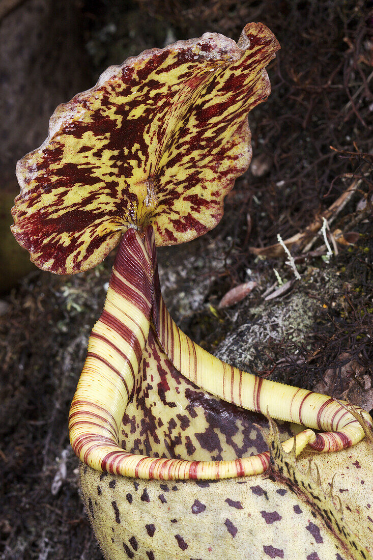 Pitcher Plant,  Nepenthes burbidgeae,  Kinabalu Nat Park,  Sabah,  Borneo,  Malaysia