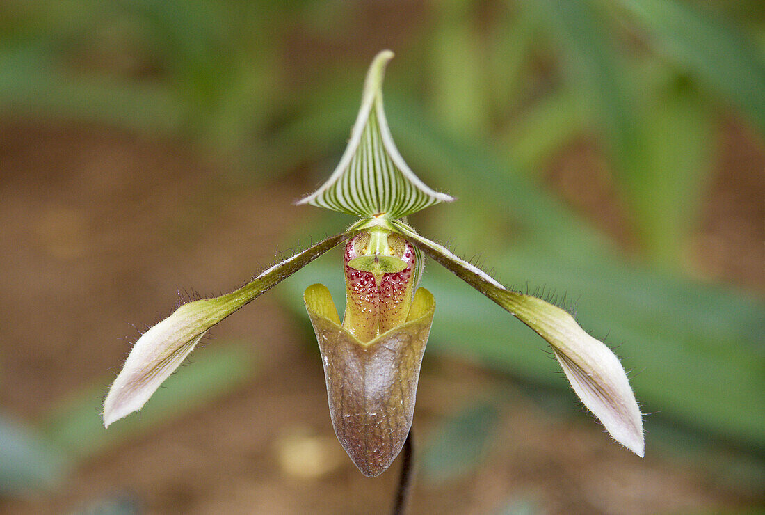 Slipper Orchid,  Kinabalu Nat Park,  Sabah,  Borneo,  Malaysia