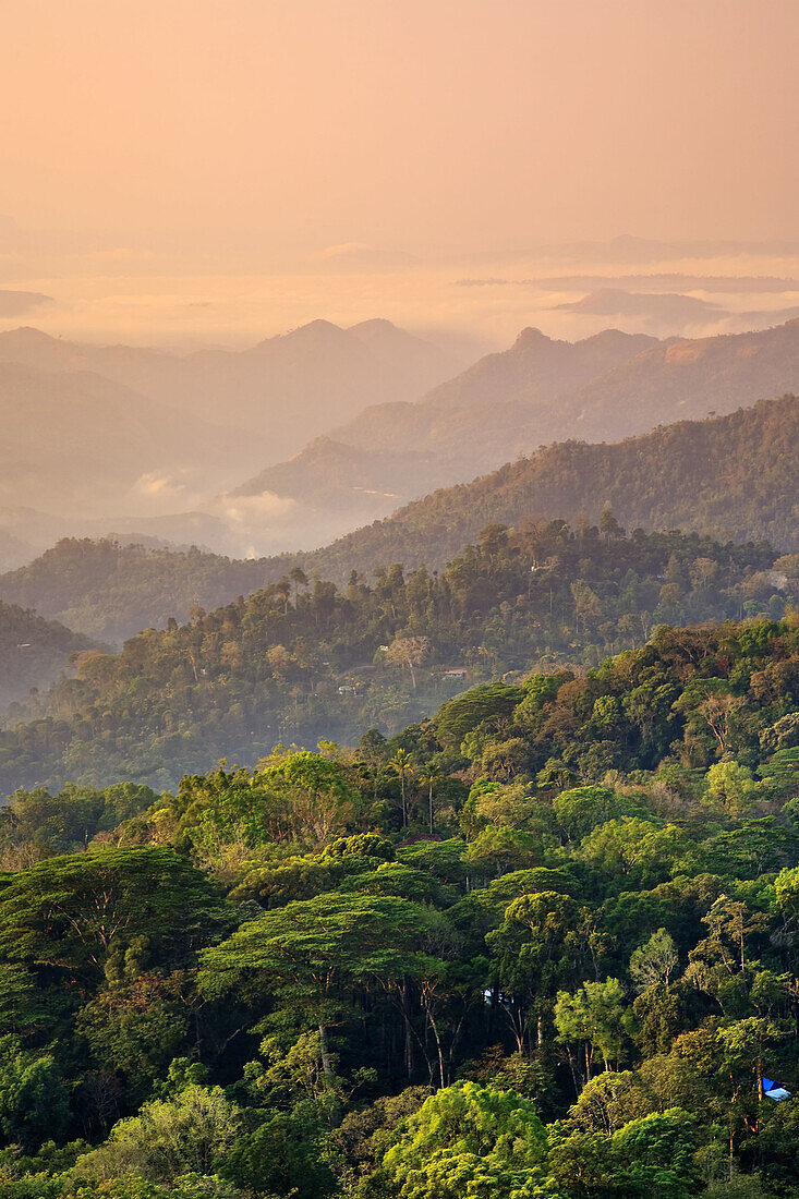 Tea Plantations,  Munnar,  Western Ghats,  Kerala,  South India