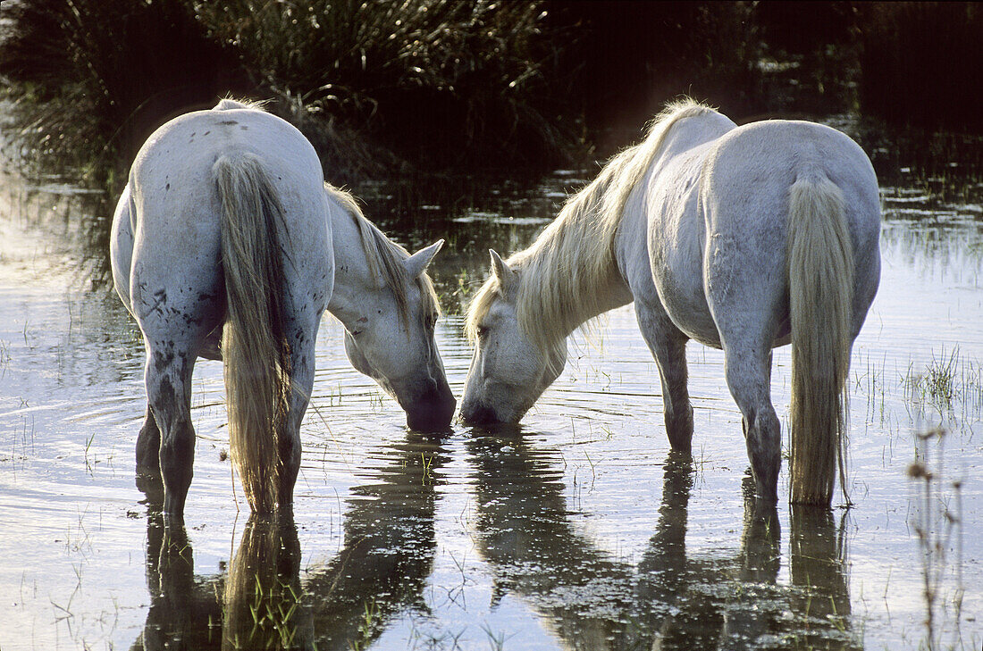 Camargue horses near Saintes-Maries-de-la-Mer,  Camargue,  France