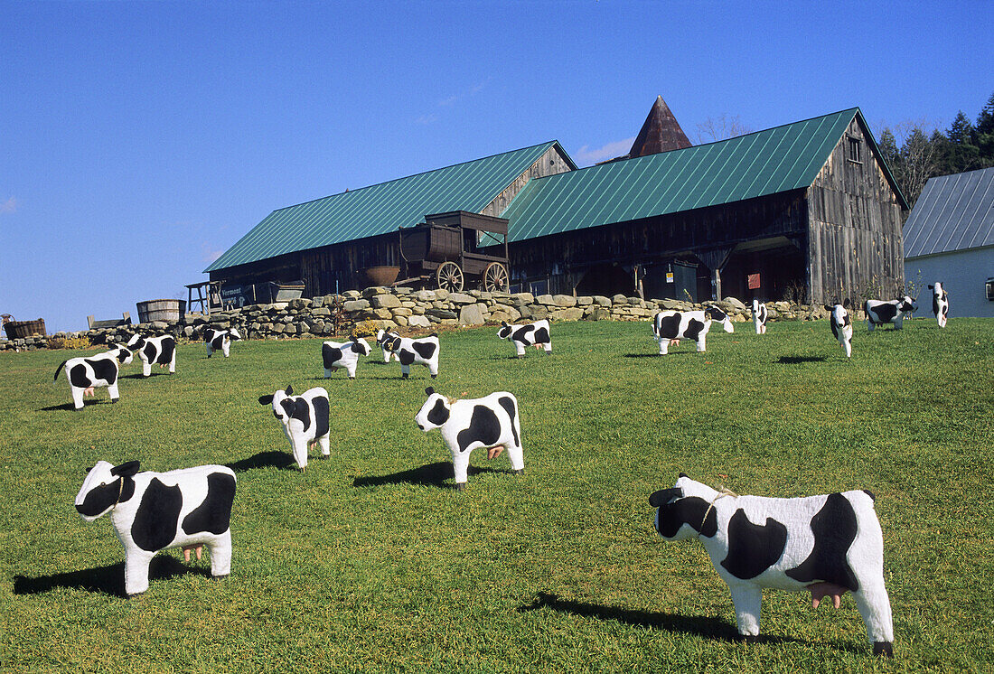 Exhibition of fancy cows,  Woodstock region,  Vermont,  United States of America