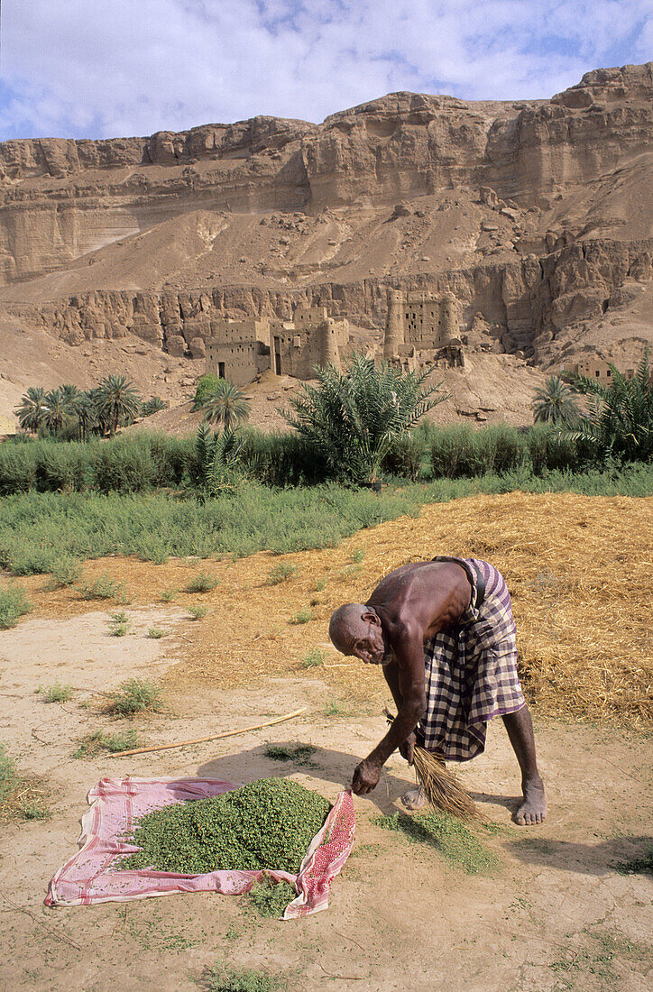 HENNA HARVEST,  HIDYAH,  HADRAMAWT,  YEMEN