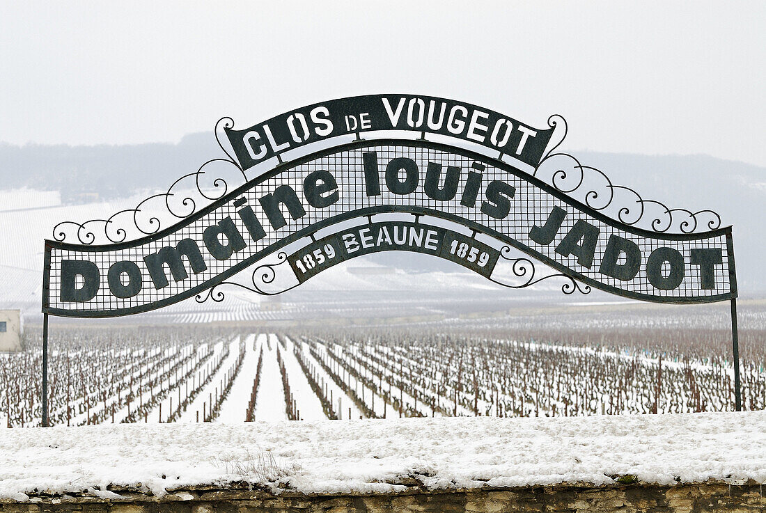 Vineyard of Clos de Vougeot,  Cotes d´Or,  France