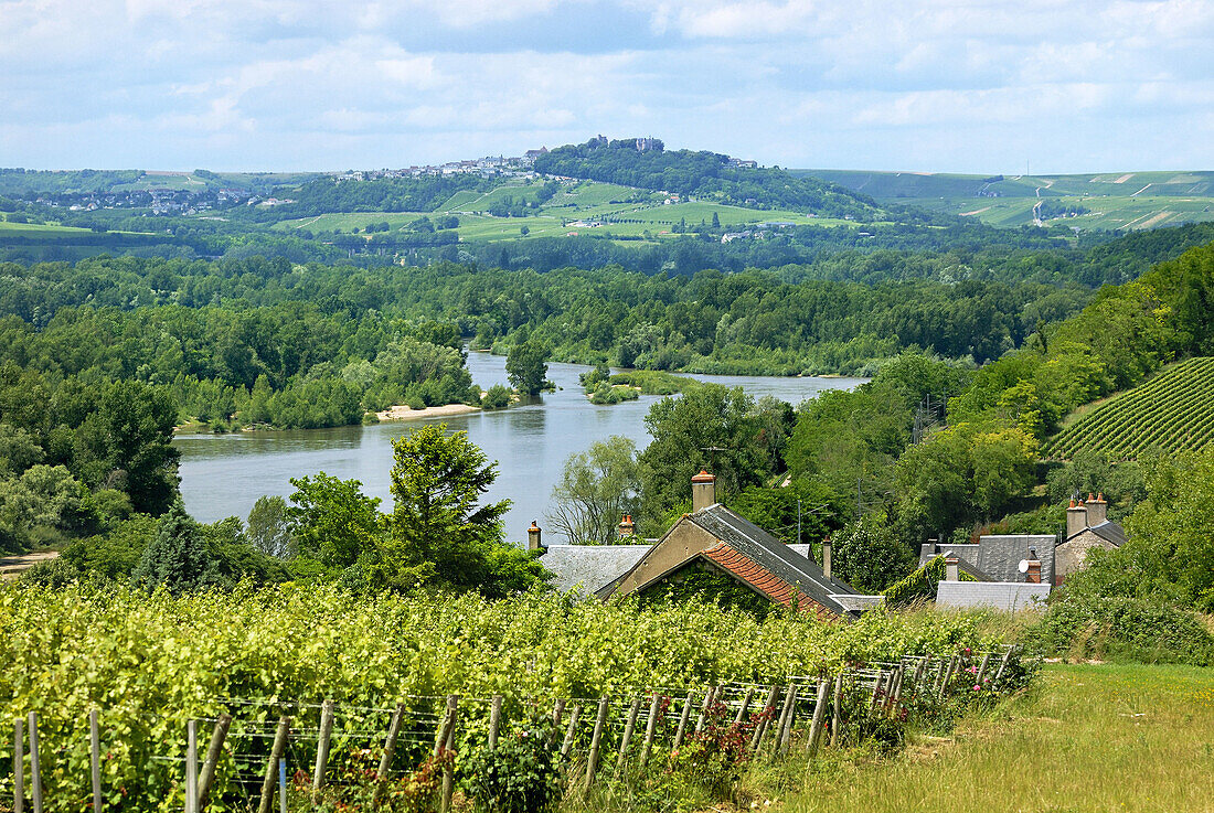 The Loire river,  Pouilly Fume vineyard and Sancerre hill,  Pouilly sur Loire region,  Nievre,  France