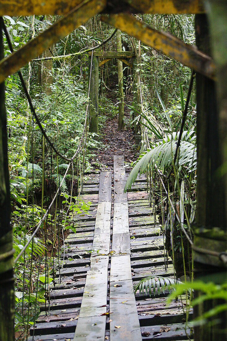 Dschungel, Farbe, Panama, Regen, Wald, V61-862137, agefotostock 