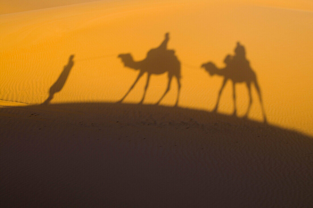 Shadows of a camel ride in the desert of Erg Chebbi