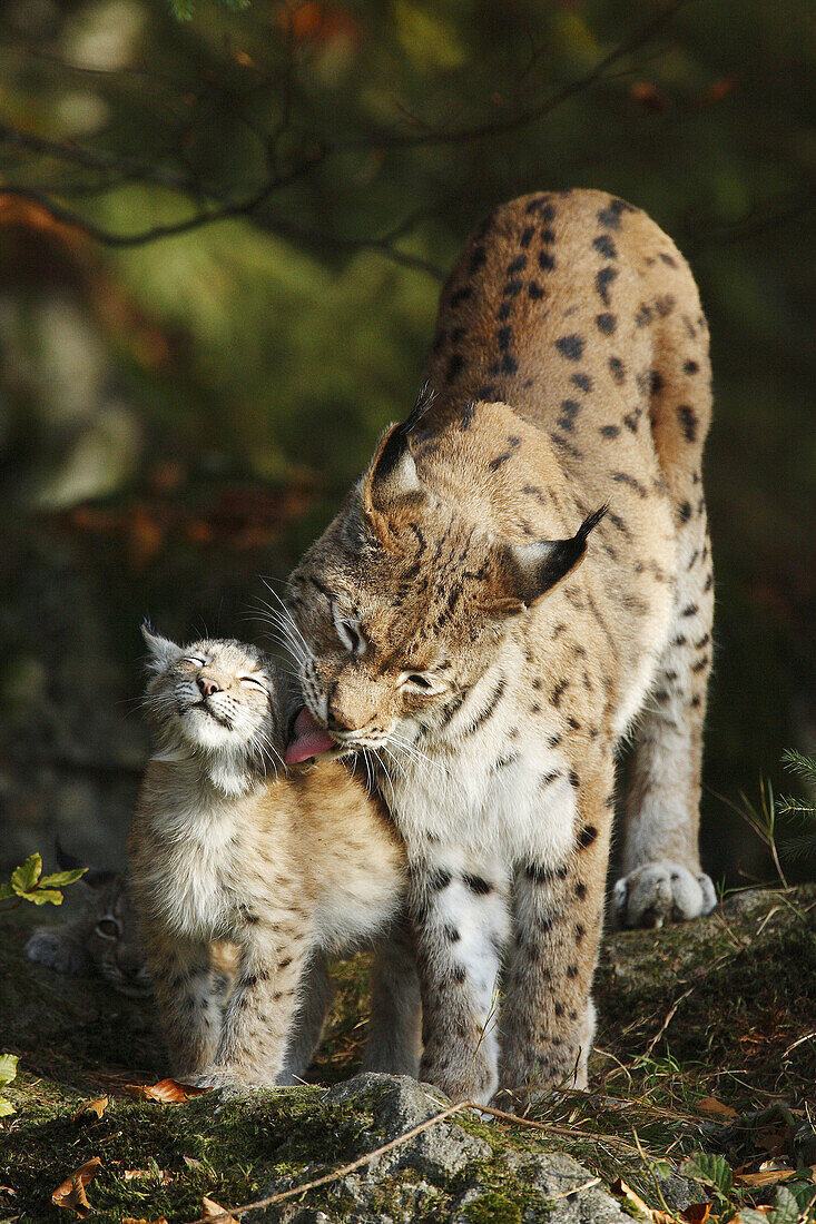 Eurasischer Luchs / Eurasian Lynx / Lynx lynx