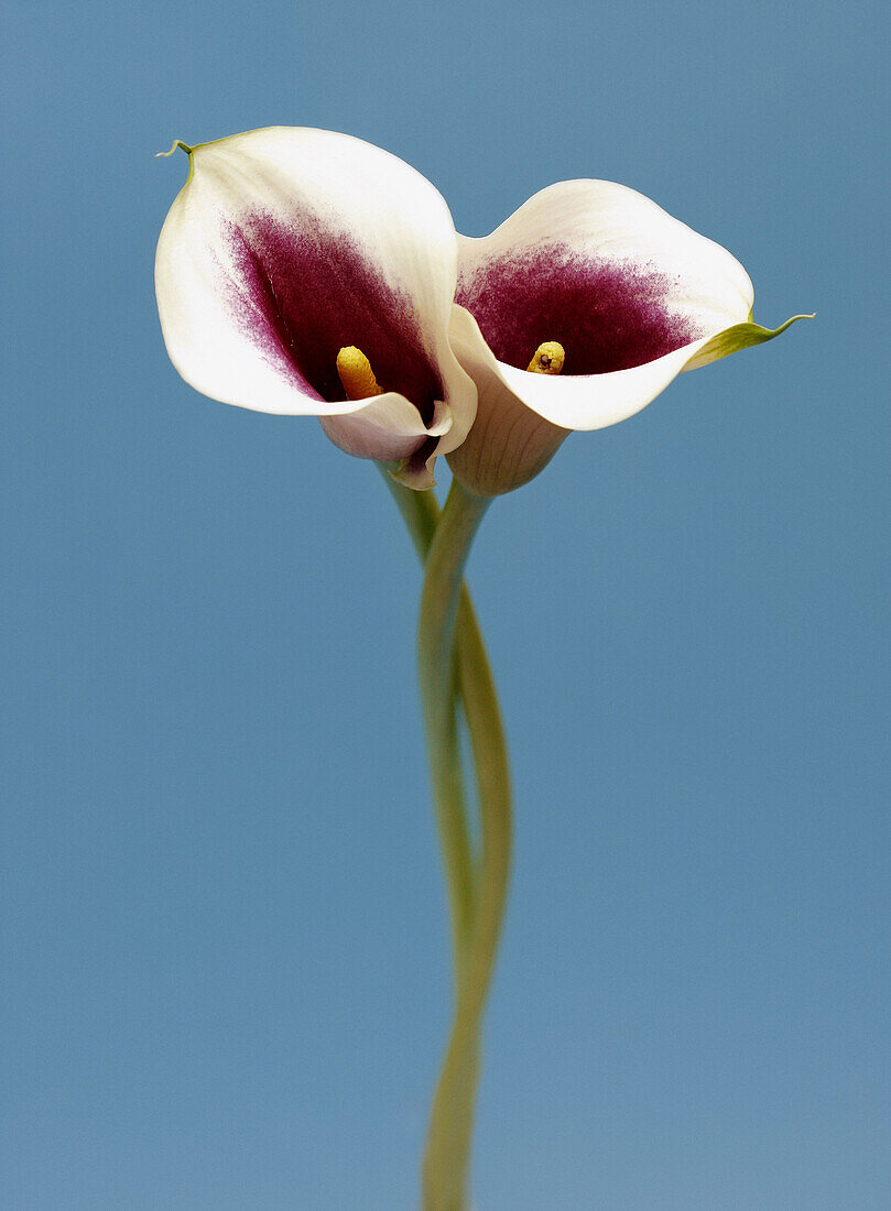 two purple white Zantedeschia,  calla lily,  Zantedeschia Aethiopica