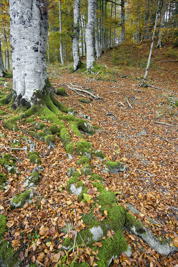 Beeches forest in autumn,  Selva de Irati,  Navarra,  Pyrenees,  Spain