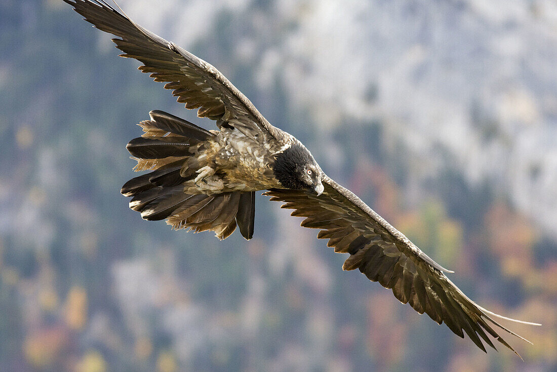 Bearded vulture,  Gypaetus barbatus,  in flight