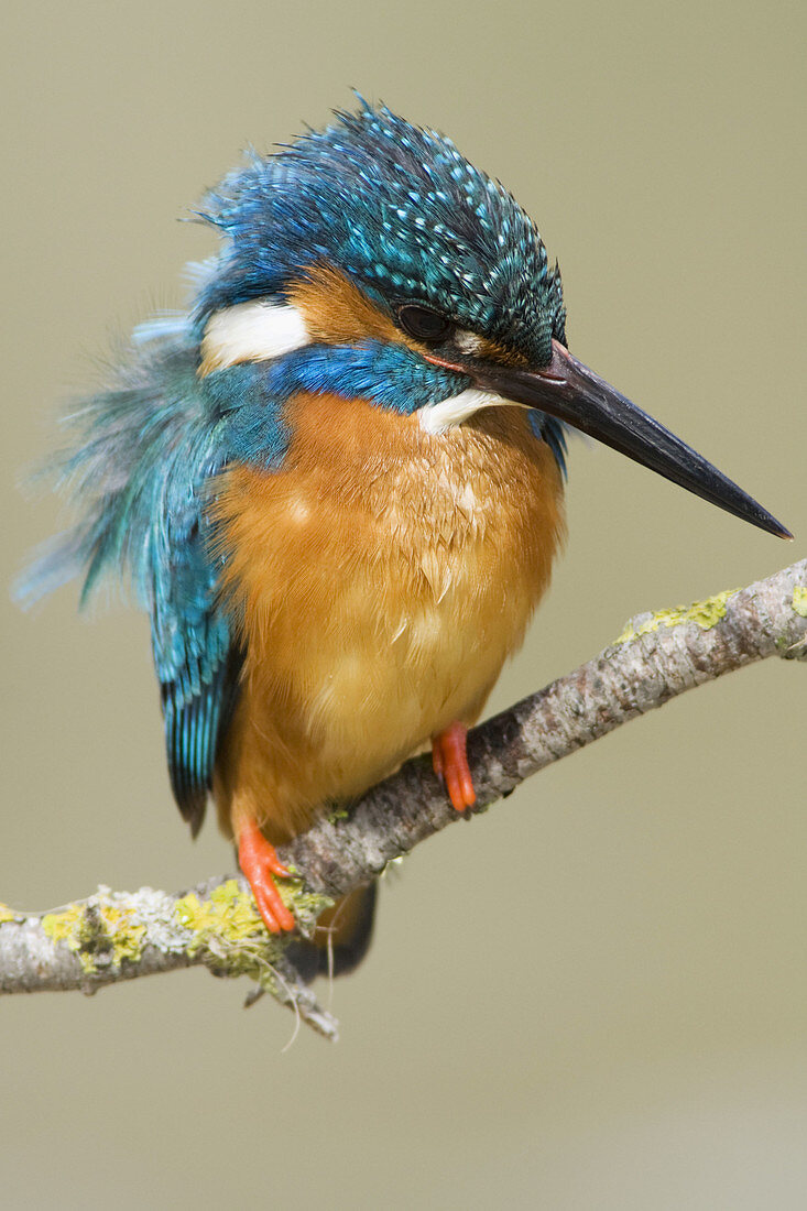 Common kingfisher,  Alcedo atthis,  perched on a branch