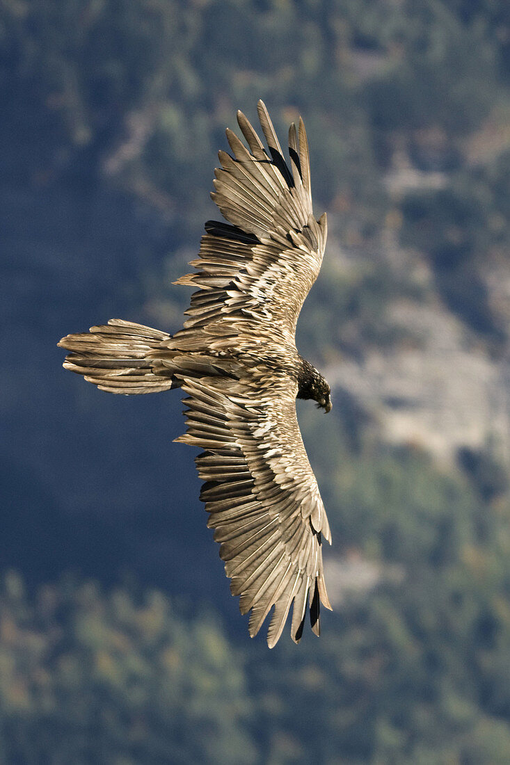 Lammergeier Gypaetus barbatus in flight at Ordesa and monte perdido national park,  Huesca Province,  Aragon,  Pyrenees,  Spain