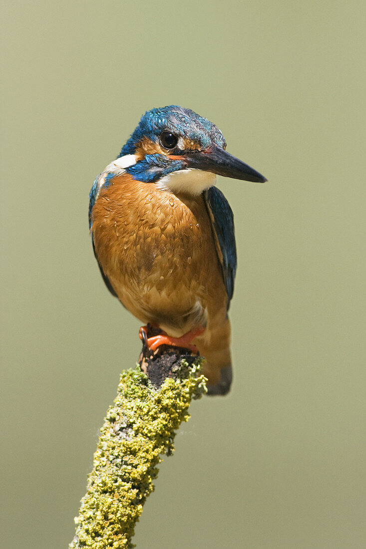 Common Kingfisher,  Alcedo atthis,  male  Turia river natural park,  Valencia province,  Comunidad valenciana,  Spain