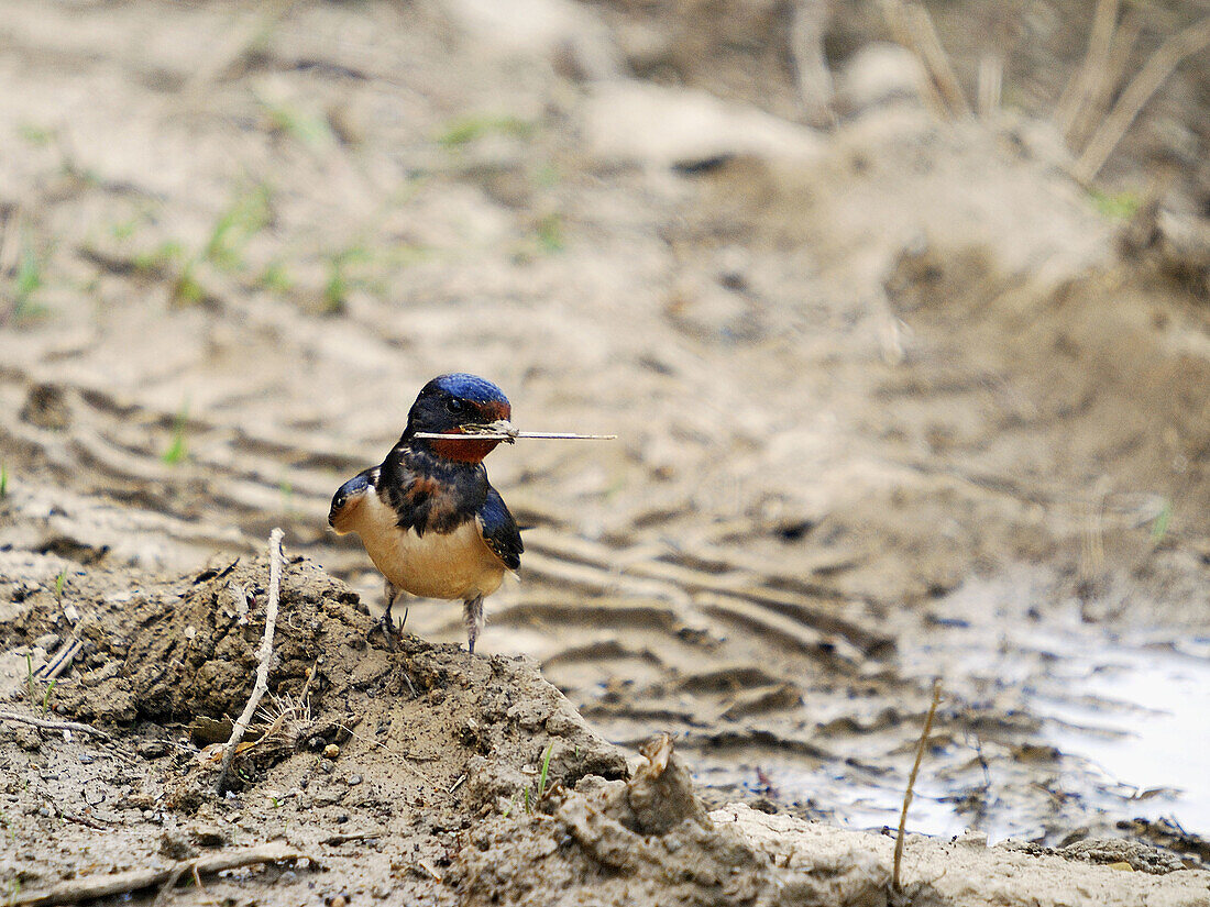 A Barn swallow Hirundo rustica,  Crete