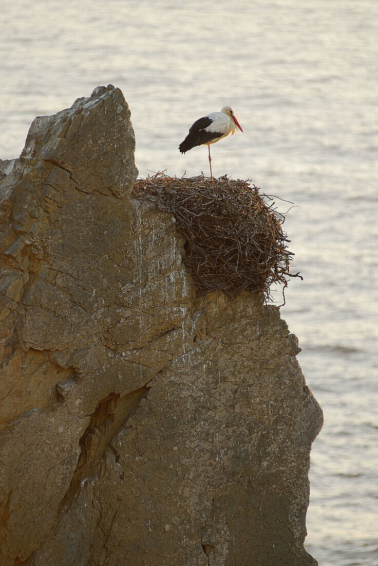 Nido de cigüeña blanca en acantilado marino.Cabo Sardao. Costa Vicentina. Portugal