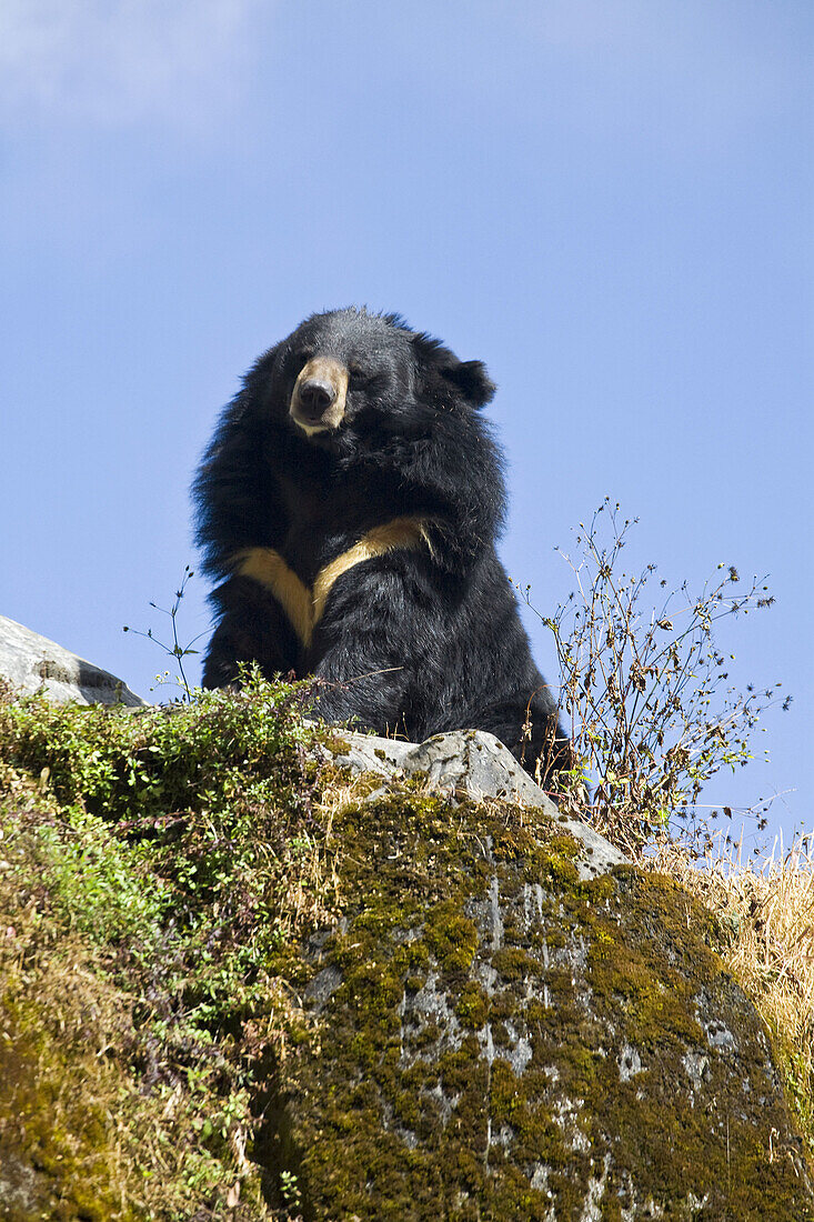 India,  West Bengal,  Darjeeling,  Himalayan black bear