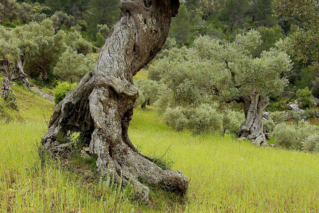 Olivenhain, Pastoritx, Valldemossa. Mallorca, Balearische Inseln, Spanien