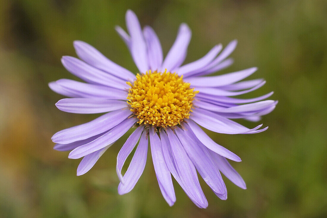 Aster alpinus,  Pyrenees Mountains