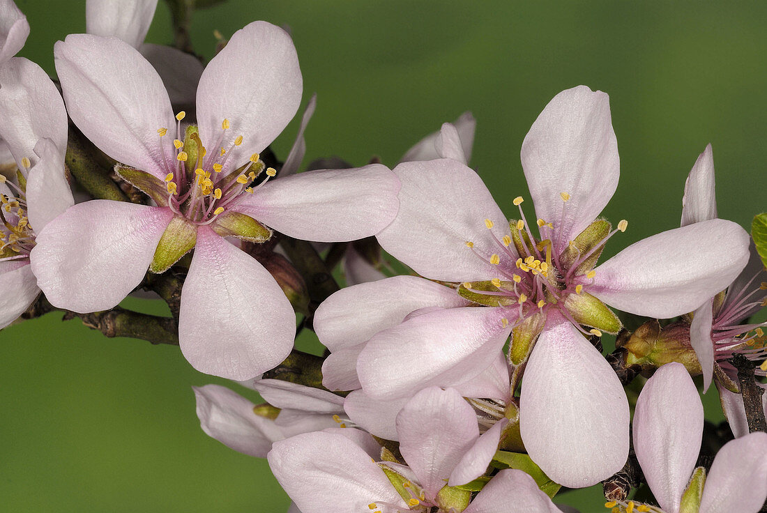 Almond tree (Prunus dulcis) flowers