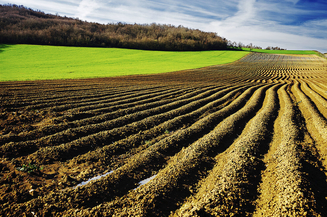 Field of asparagus. La Llanada,  Alava,  Basque Country,  Spain