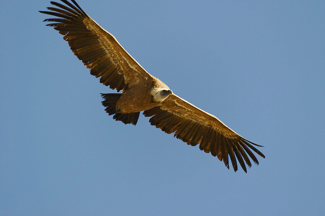 Griffon Vulture (Gyps fulvus). Navarra,  Spain