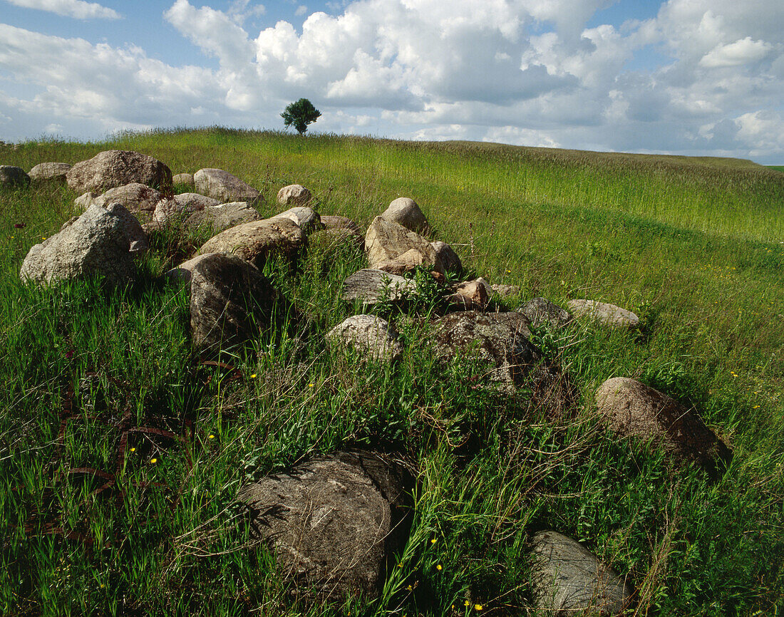 Rocks and lonely tree. Maziwsze region. Central Poland