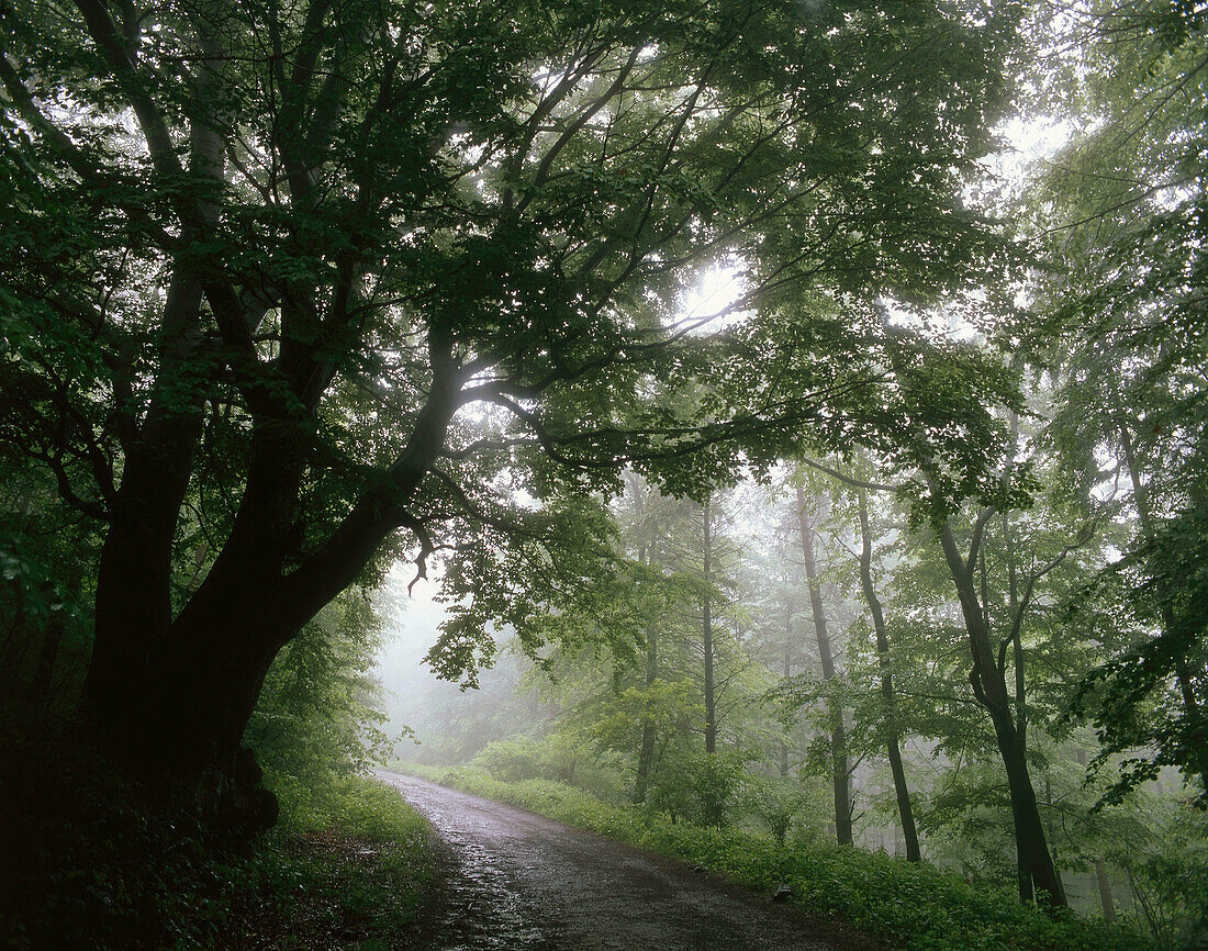 Misty morning in the wood