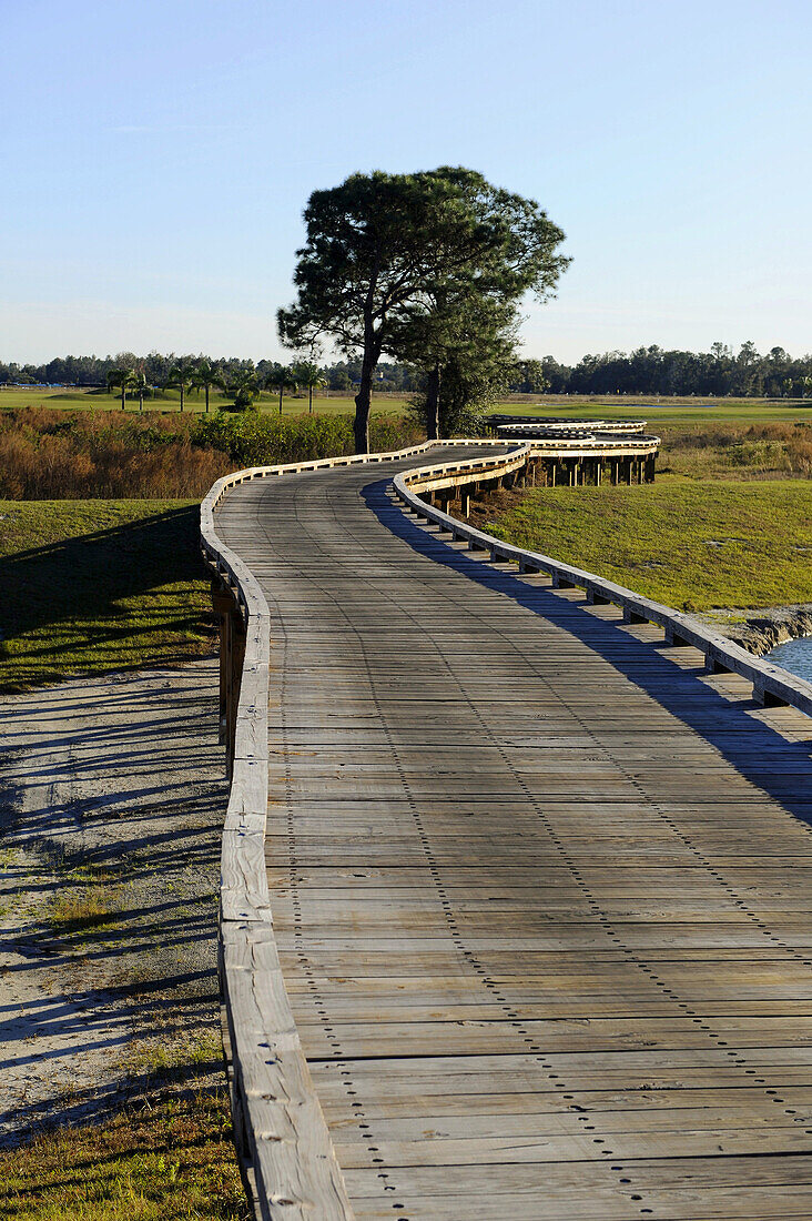 Wooden bridge traverses wetland area