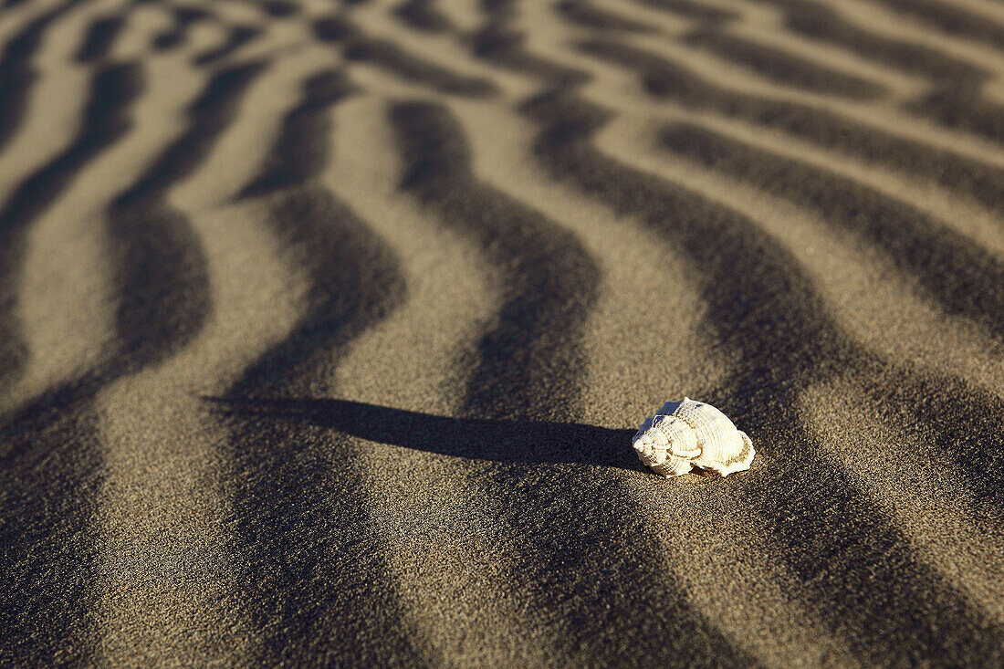 Sand Dunes,  sand dunes and shell,  desert area,  Death Valley National Park,  California,  USA