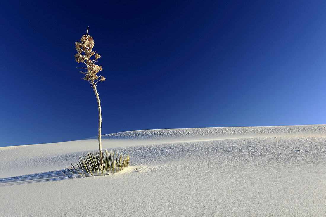 Yucca,  gypsum sand dune,  White Sands National Monument,  Tularosa Basin, New Mexico,  USA