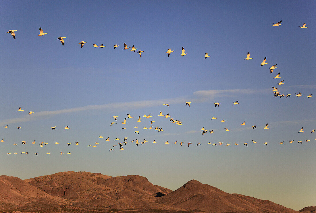 Snow goose,  Anser caerulescens,  Schneegans,  flock in flight,  blue sky,  winter quarters,  Bosque del Apache National Wildlife Refuge,  New Mexico,  USA