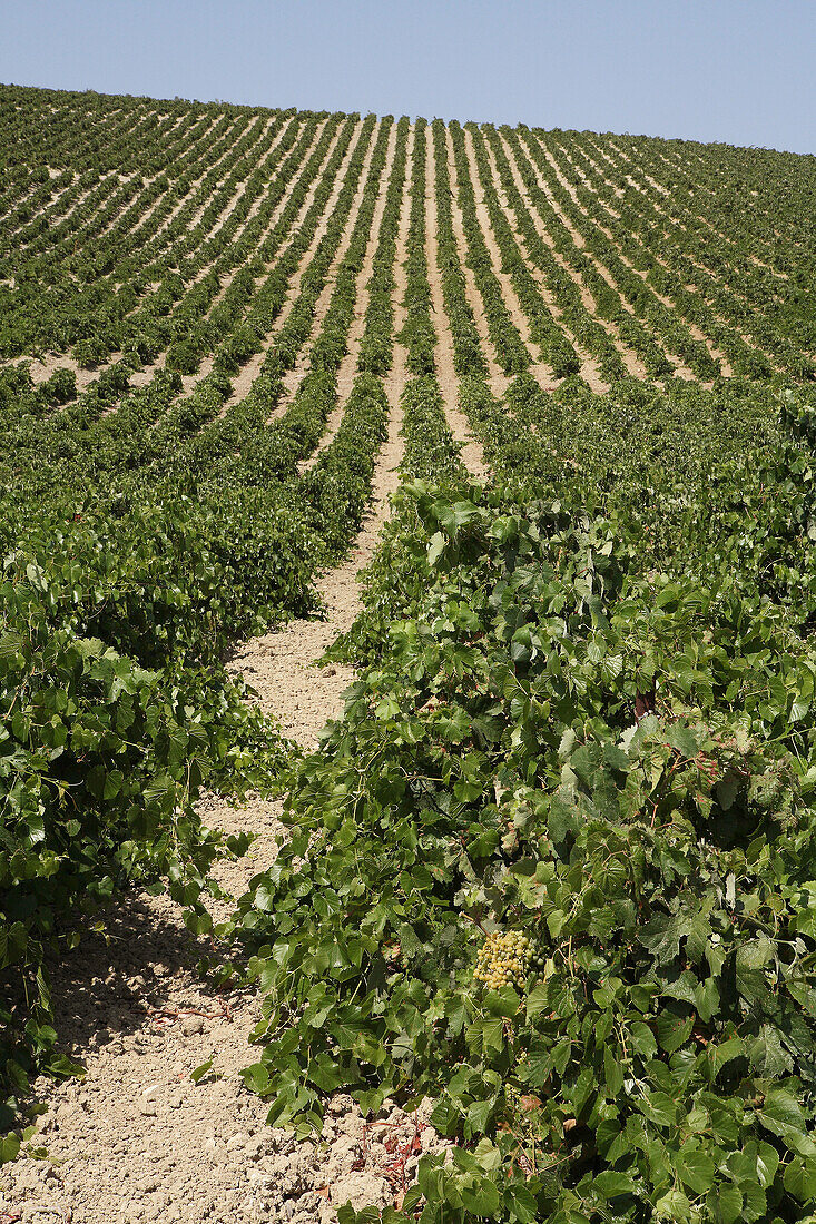 vineyards of Jerez de la Frontera,  Andalusia