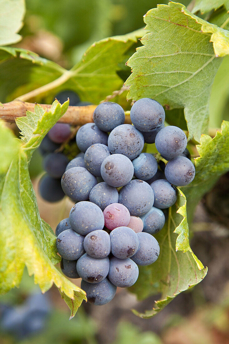 Black grapes Vitis vinifera  Capçanes  Priorat  Tarragona Province  Catalonia  Spain