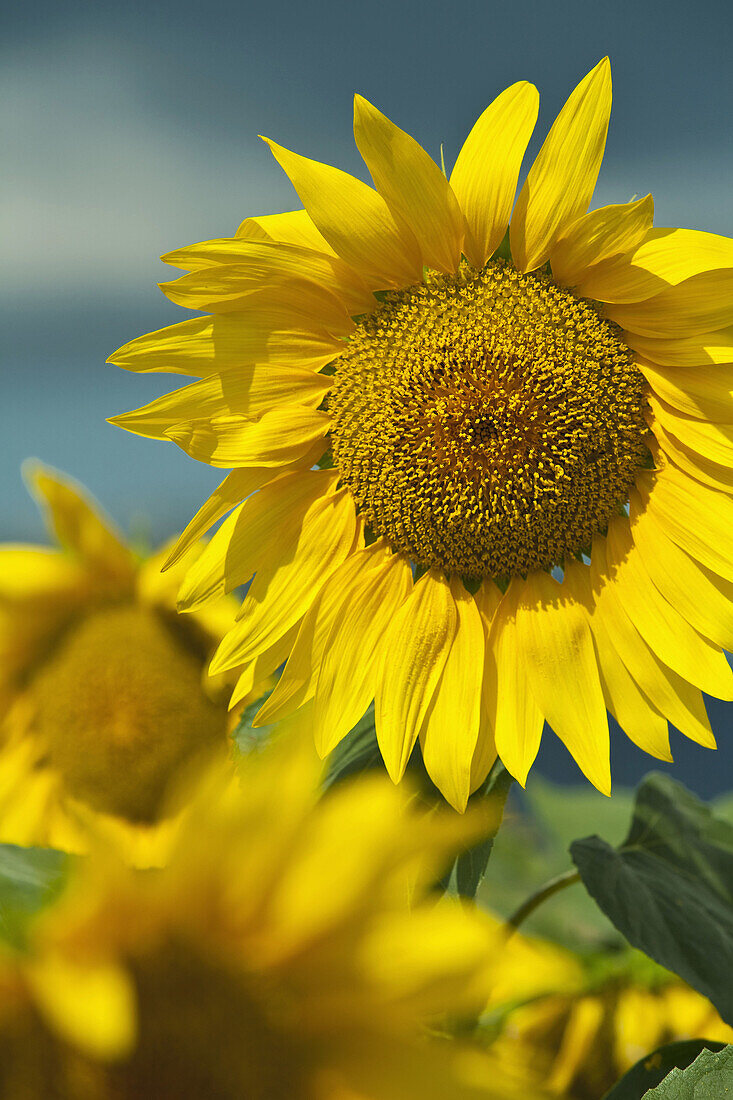 Sunflowers Helianthus annuus  Catalonia  Spain
