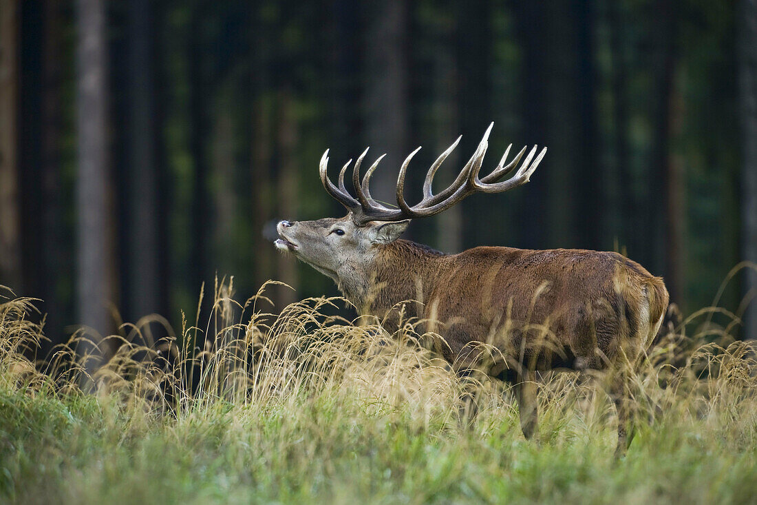 Red deer,  Cervus elaphus