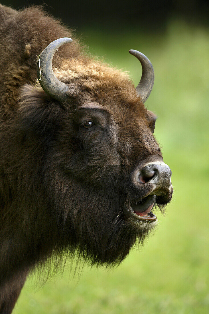 European bison Bison bonasus
